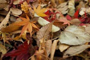 autumn-leaves